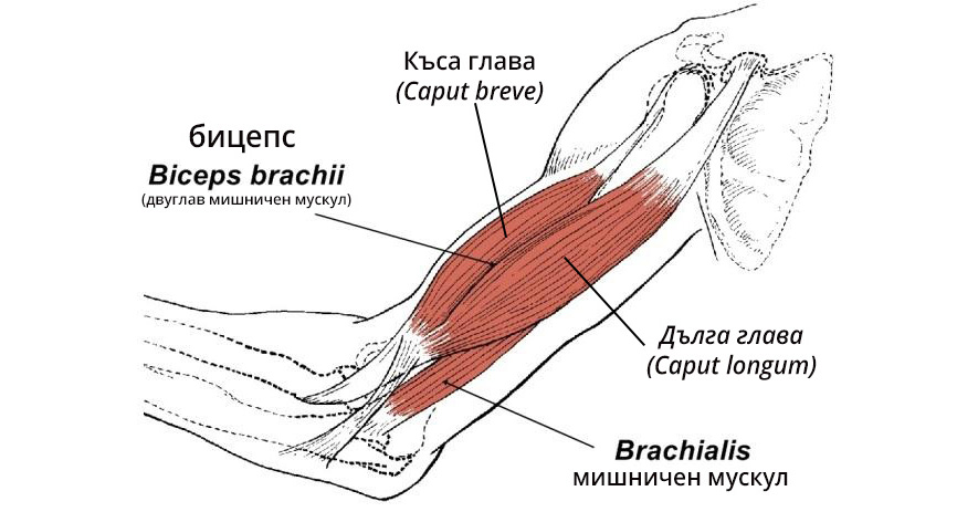 анатомия на бицепса